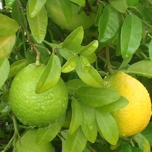 Sweet Lime. (मुसम्बी). 500g.