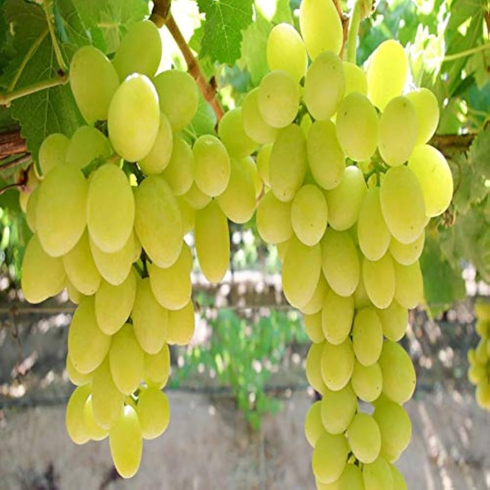 Grapes. (अंगूर). 250g.