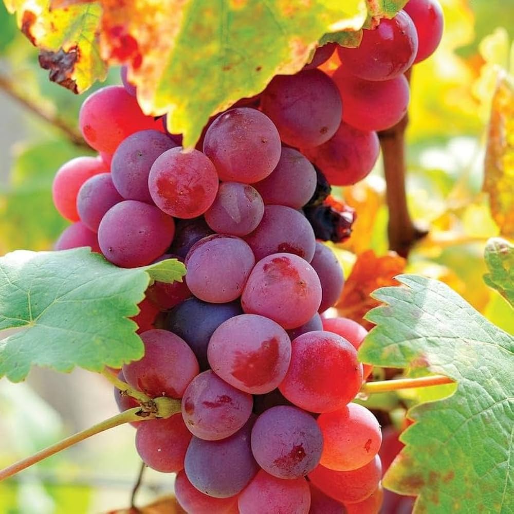 Grapes (अंगूर). 250g.