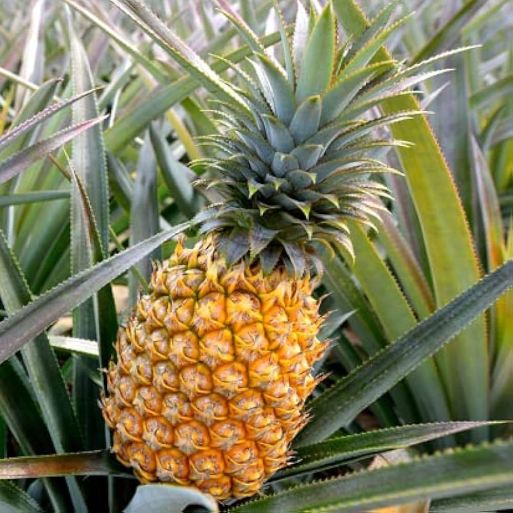Pineapple (अनन्नास). 1 pics.