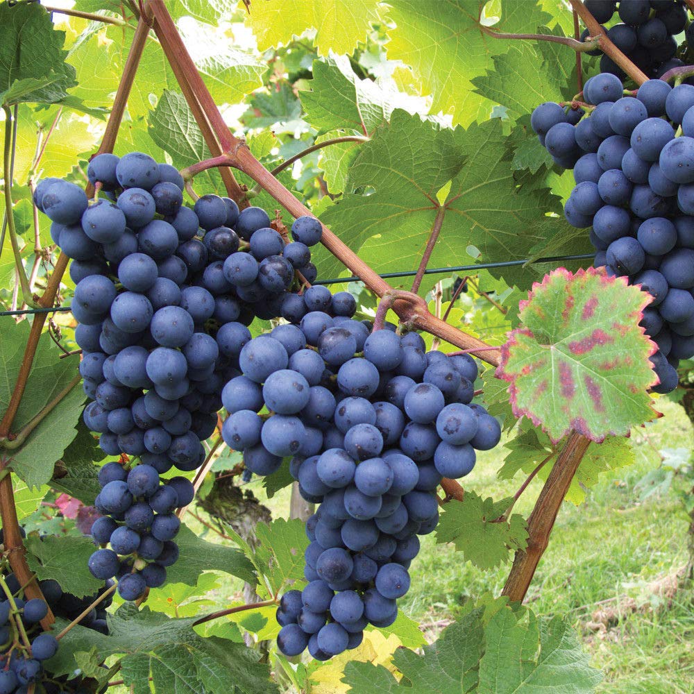 Grapes (अंगूर). 250g.