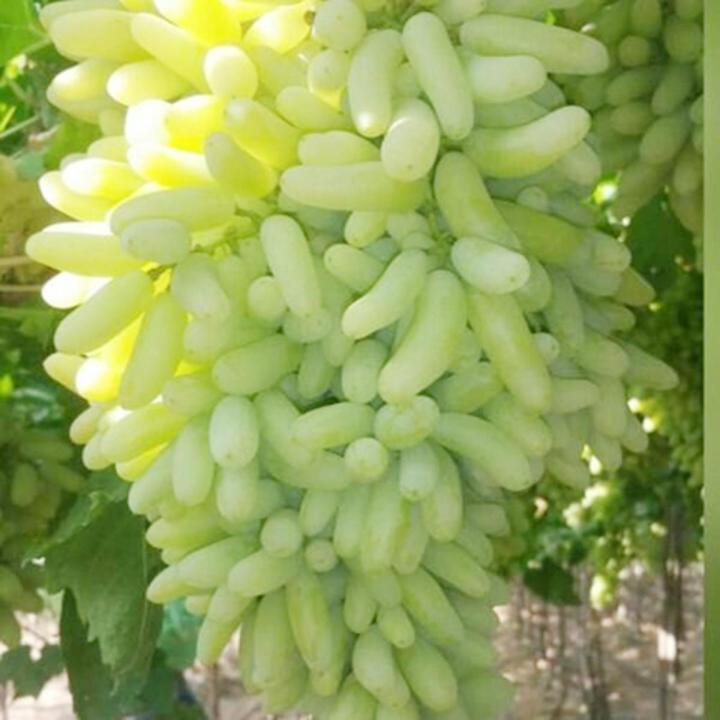 Grapes (अंगूर). 250g.