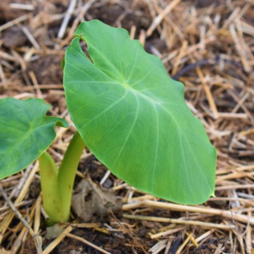 Arbi Patta (कोचई पत्ता). 5 pics.