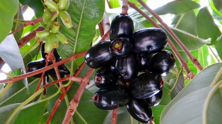 Java Plum. (जामुन). 250g.