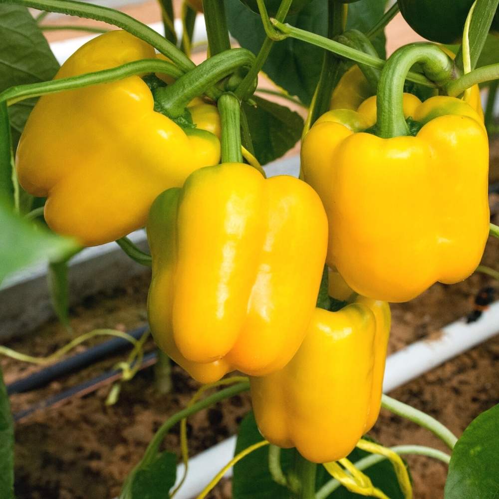 ""Capsicum - Yellow. 200g.