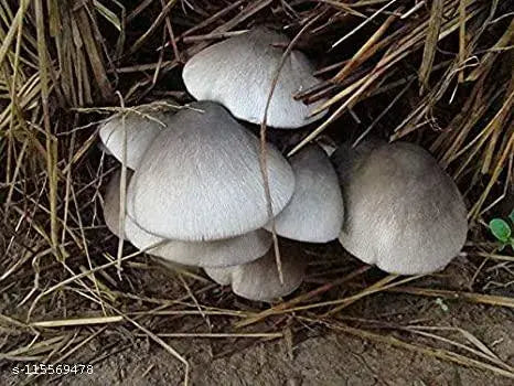 Straw Mushroom. 250g.