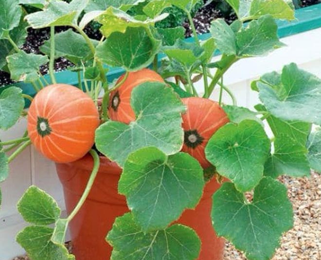 Makhna bhaji (मखना भाजी). 250g