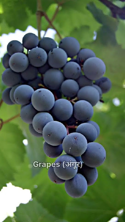 Grapes (अंगूर). 250g.