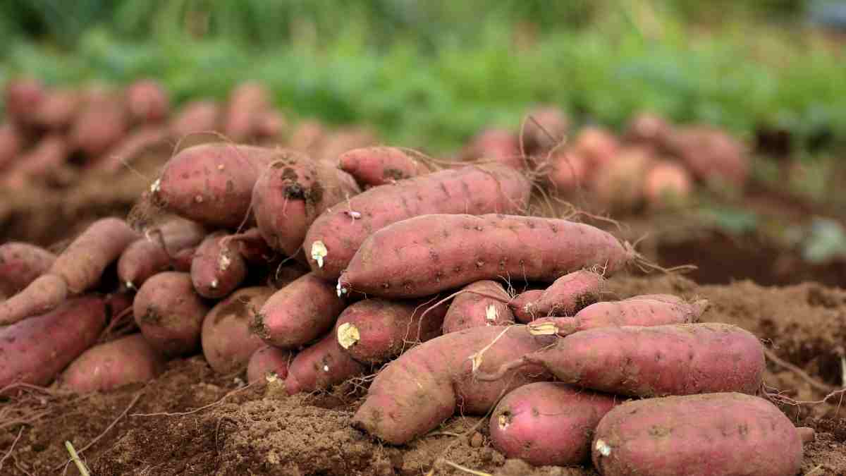 .Sweet Potato (शकरकंद). 500g.