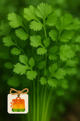 .....Cilantro (Dhaniya patti)    100g