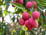 Lychee (लीची).  250g.