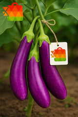 ..Brinjal (Baingan)     500g