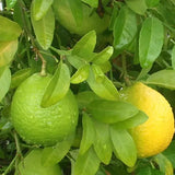 Sweet Lime. (मुसम्बी).  500g.