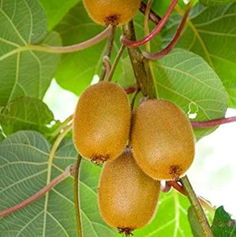 Kiwi Fruit (कीवी फल).  3 pics
