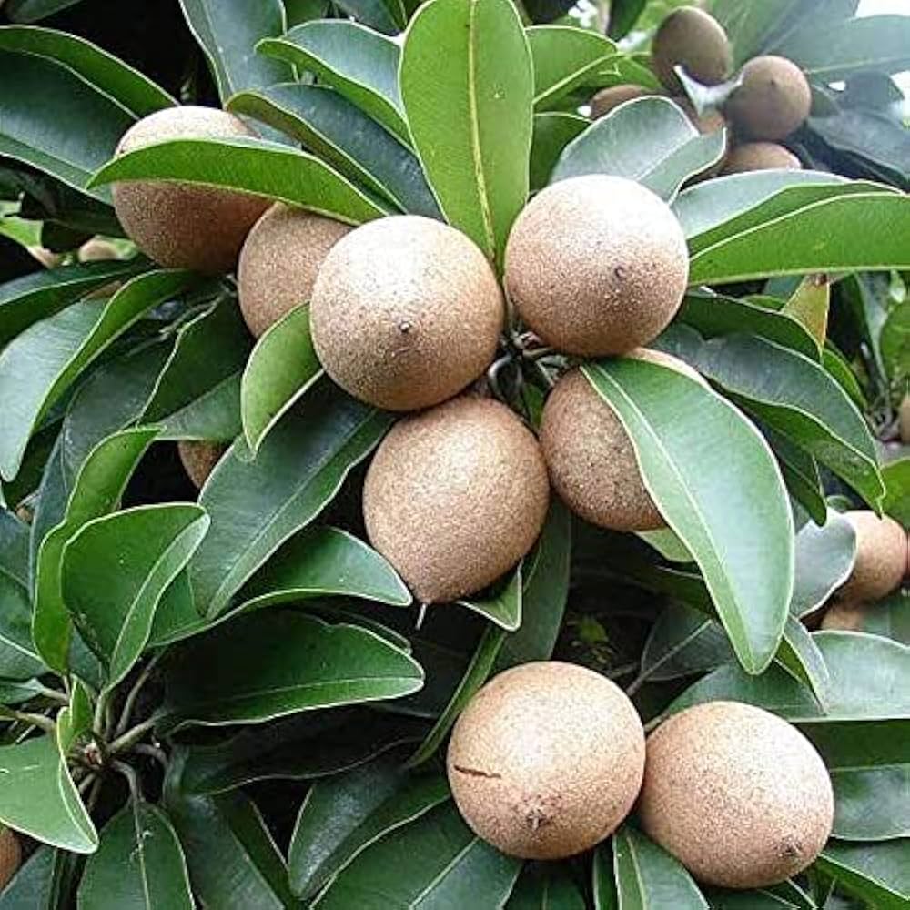Sapodilla (चीकू).   250g.
