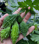 Desi Karela.       250g.