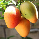 Mango (आम).    500g.
