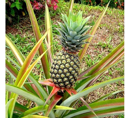 Pineapple (अनन्नास).  1 pics.