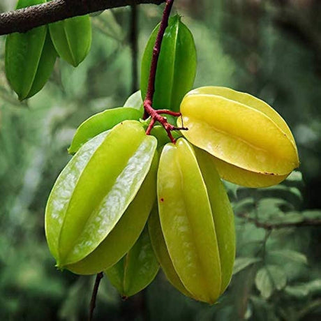Star Fruit  (कमरख).   250g.