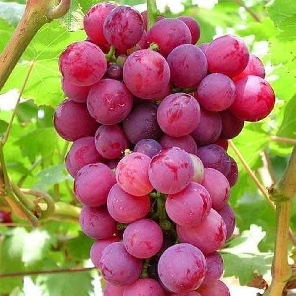Grapes (अंगूर).  250g.