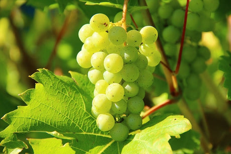 Grapes. (अंगूर).  250g.