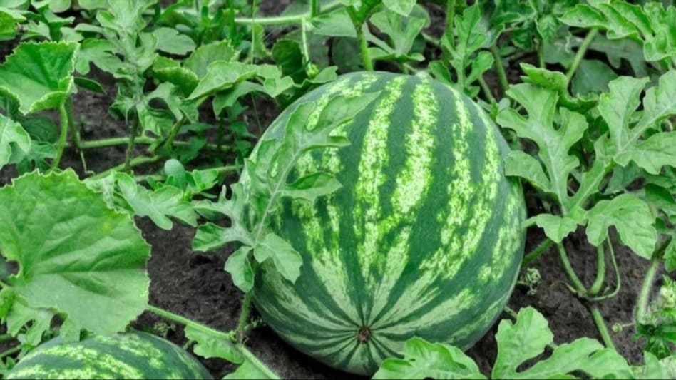 Watermelon (तरबूज)    1pics.