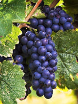 Grapes (अंगूर).  250g.