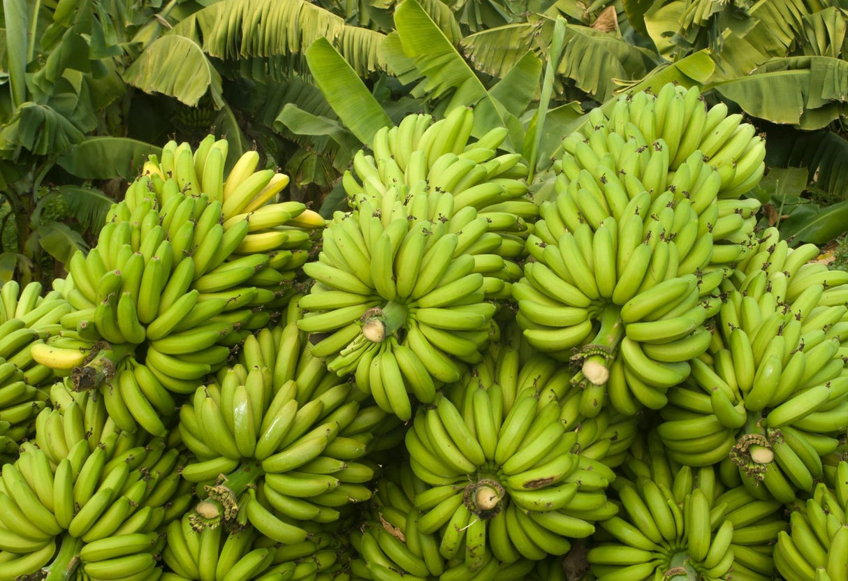.Banana (केला).  500g.