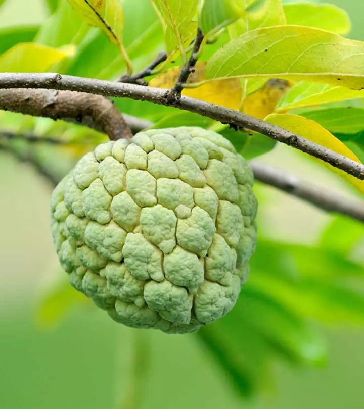 Sugar apple (सीताफल).  500g.