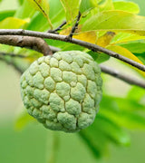 Sugar apple (सीताफल).  500g.