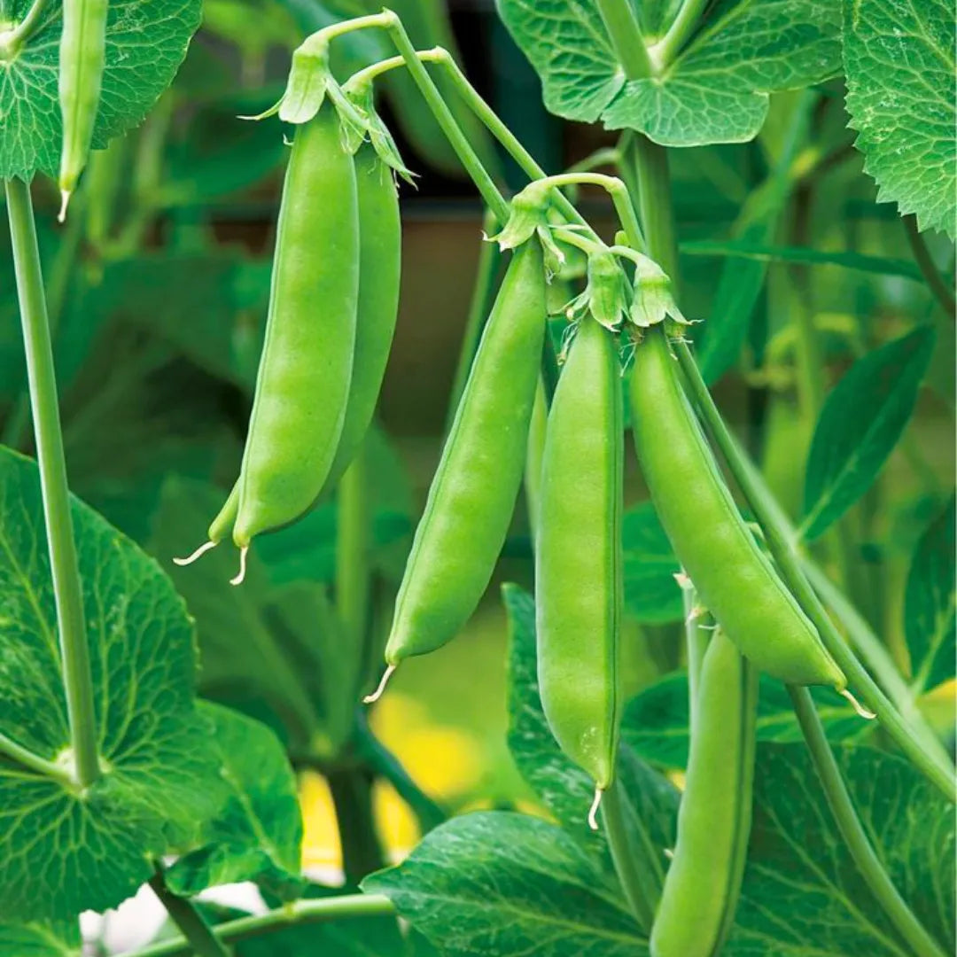 "Green Peas.  (Hara matar).   500g.