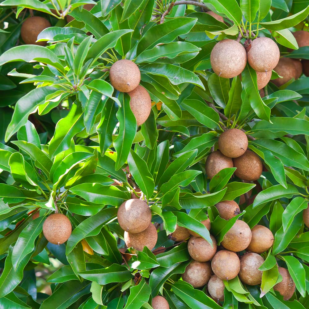 Sapodilla (चीकू).   250g.