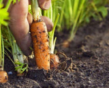 ..Carrot (गाजर).   250g