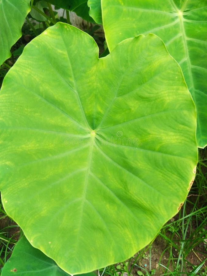 Arbi Patta (कोचई पत्ता).   5 pics.