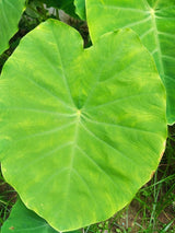 Arbi Patta (कोचई पत्ता).   5 pics.