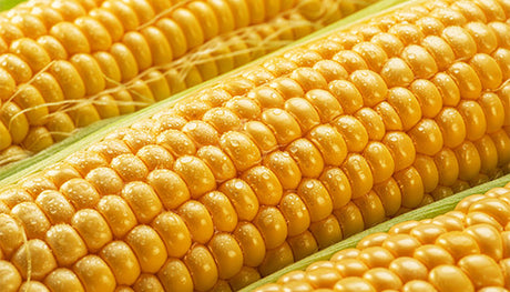 Corn (भुट्टा).   500g