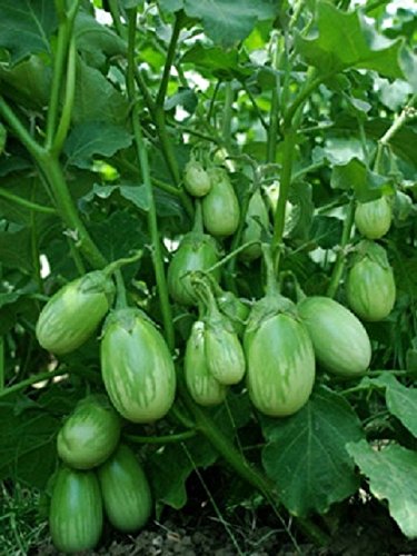 .Green Brinjal (बैंगन).    500g