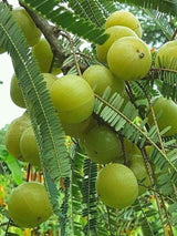 Indian Gooseberry (आँवला). 250g.