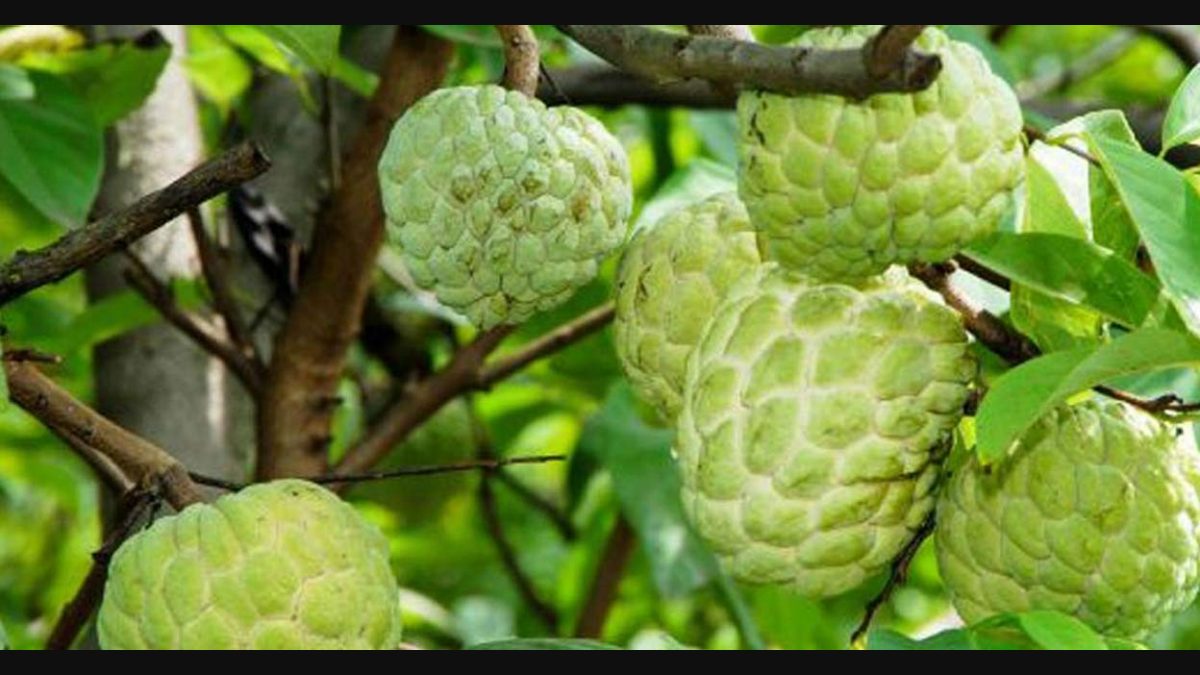 Sugar apple (सीताफल).  500g.