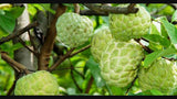 Sugar apple (सीताफल).  500g.