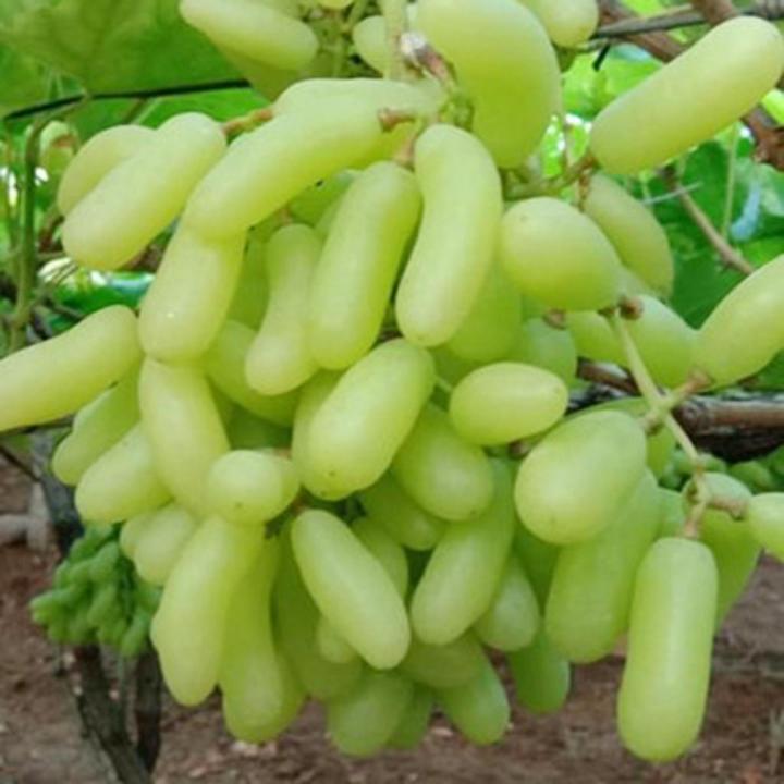 Grapes (अंगूर).  250g.