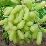 Grapes (अंगूर).  250g.