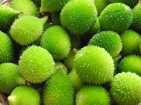 Spine Gourd (Kheksha).   250g.