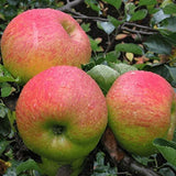 Apple (सेब).     500g.