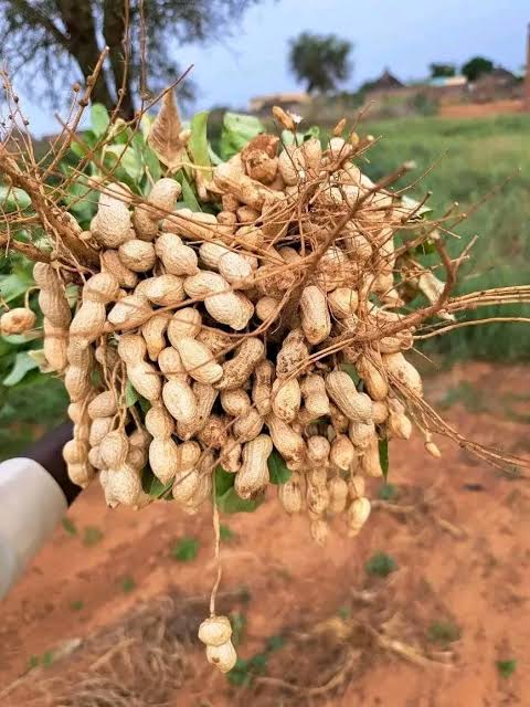 .Peanut. (मूँगफली). 500g.