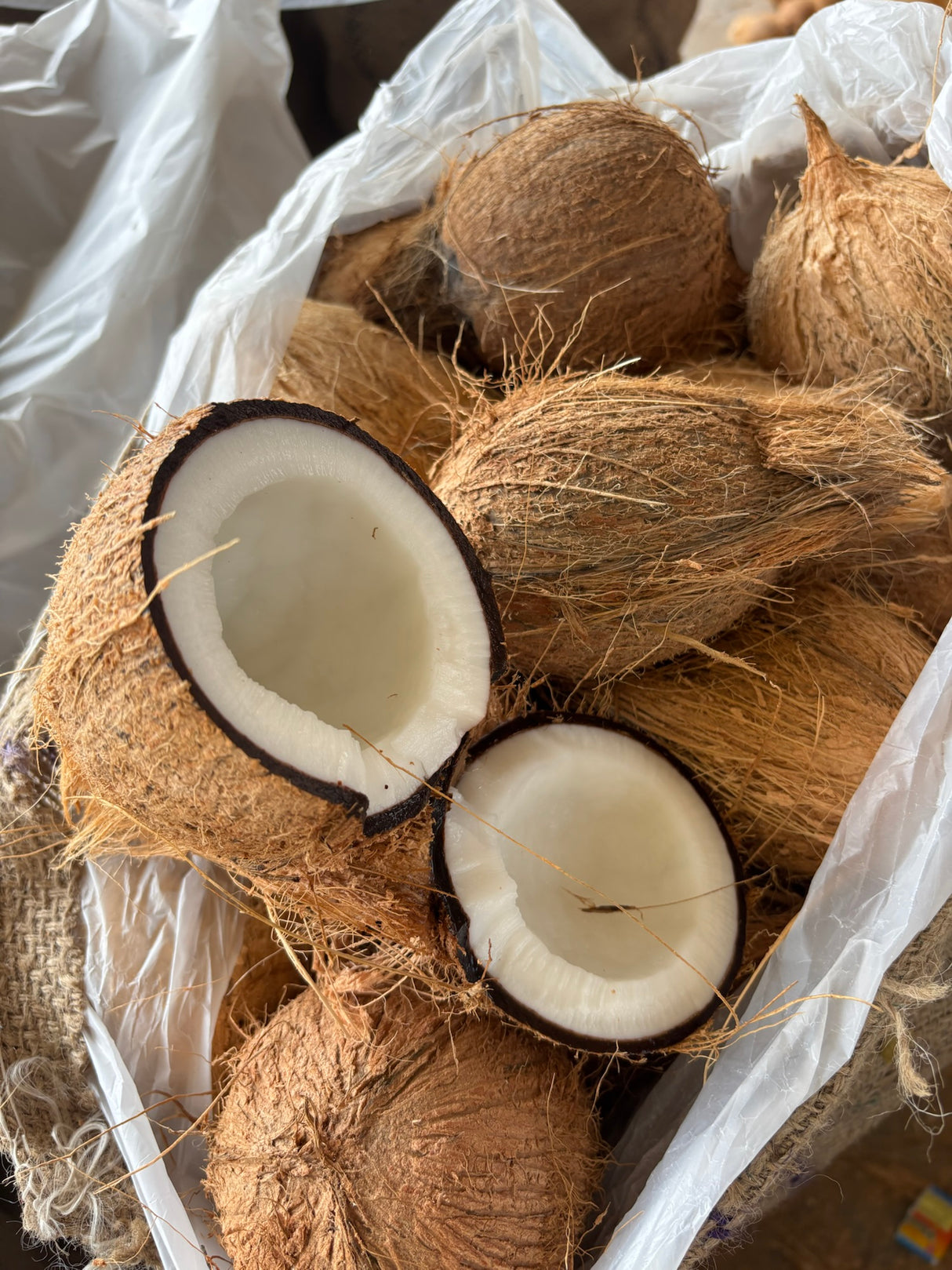 Coconut. (नारियल).  1 pics.