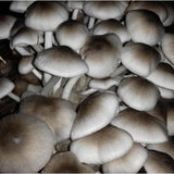 Straw Mushroom.    250g.